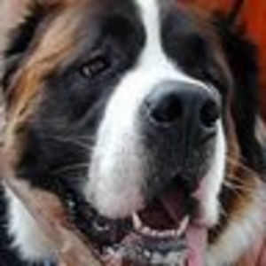 Meet your Posher, Petra